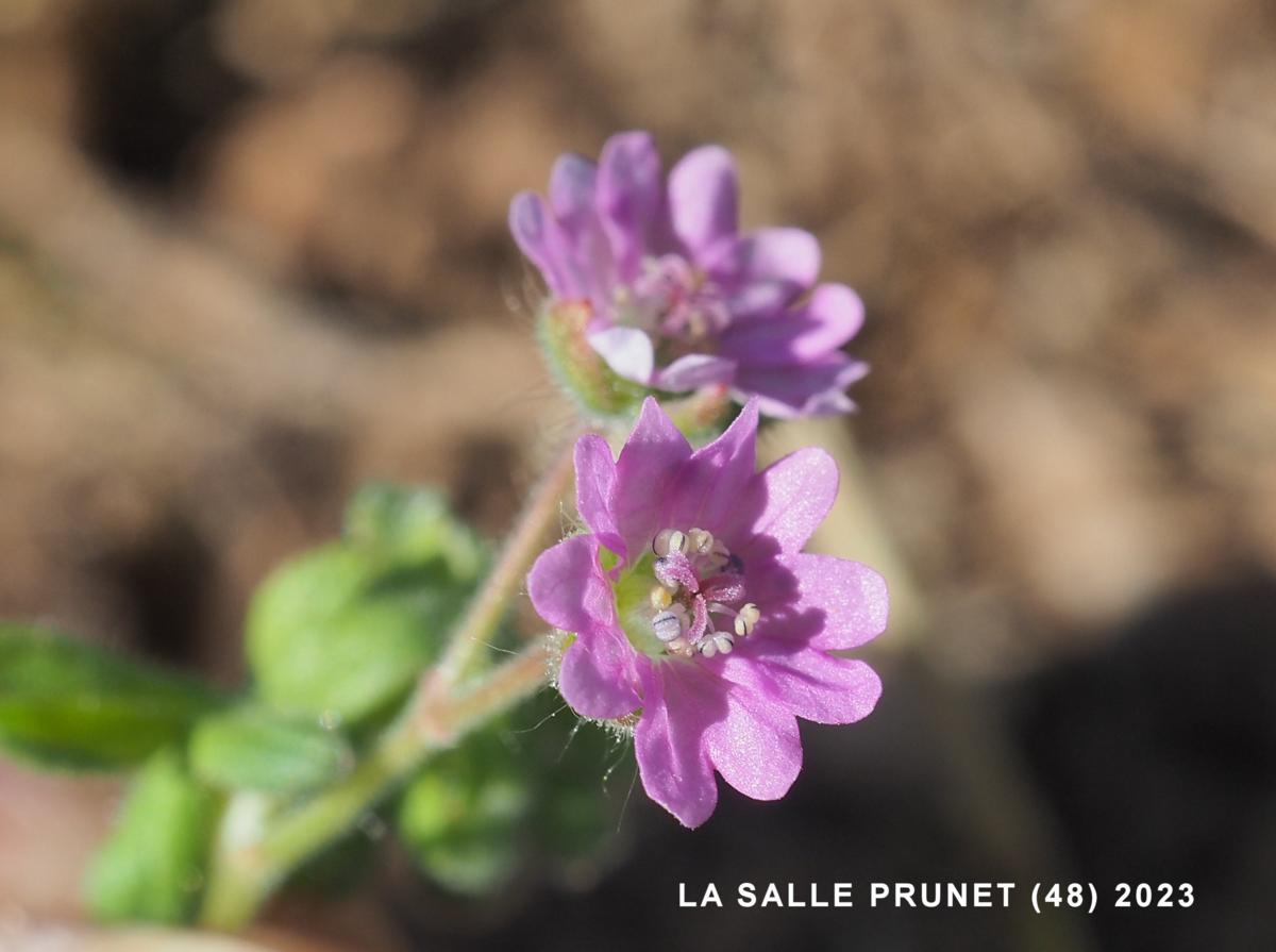 Cranesbill, Dove's-foot flower